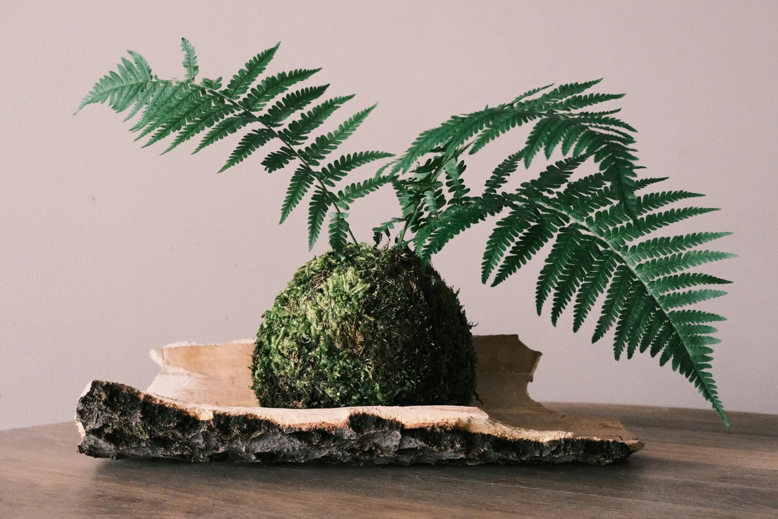 a green plant sitting on top of a piece of wood